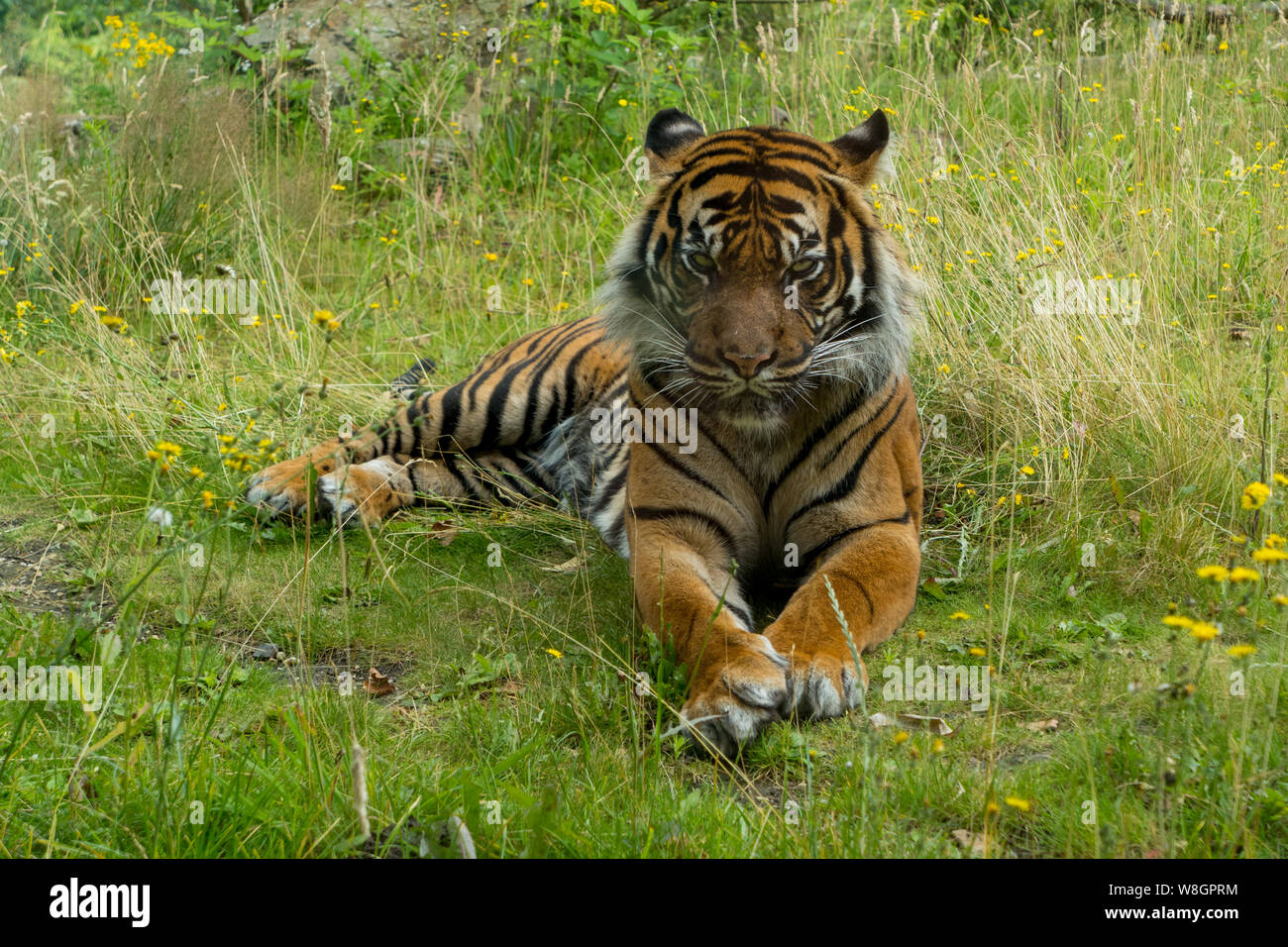 Sumatran tiger ( grass,Panthera tigris sondaica ) lying in the grass Stock Photo