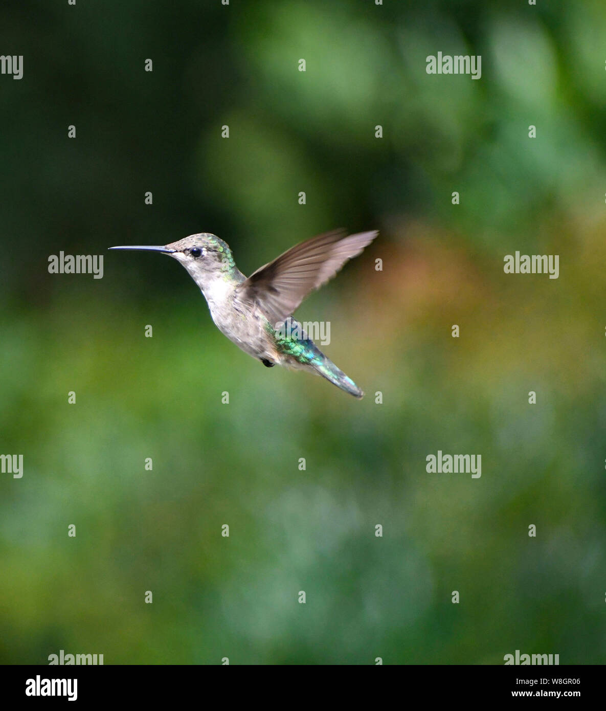 hummingbird, hummingbirds, hummer Stock Photo - Alamy