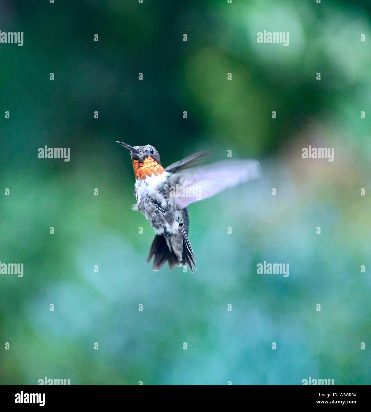 Hummingbird Hummer Hummers hi-res stock photography and images - Alamy
