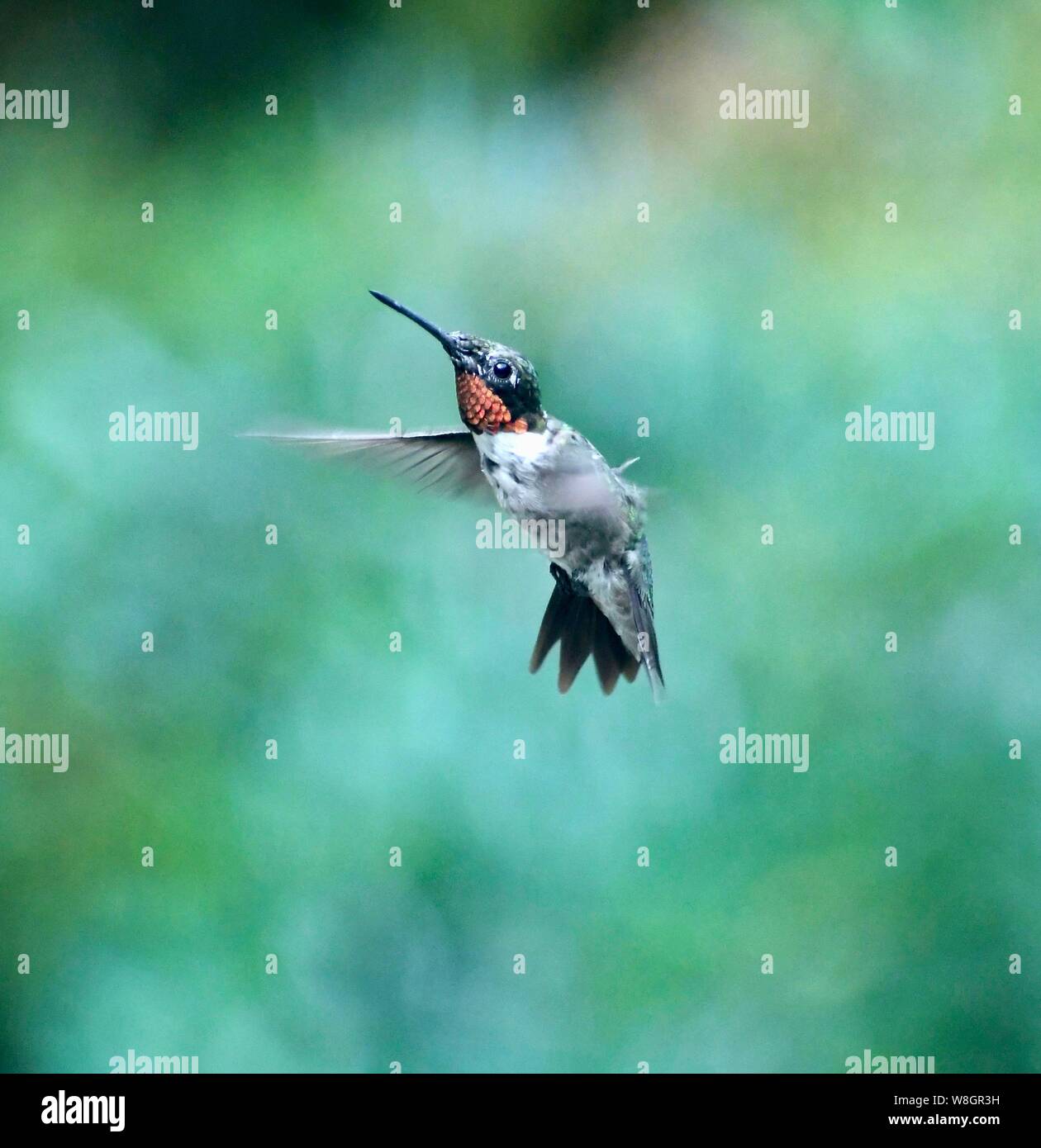 Hummingbird Hummer hummingbird, hummingbirds, hummer Stock Photo - Alamy