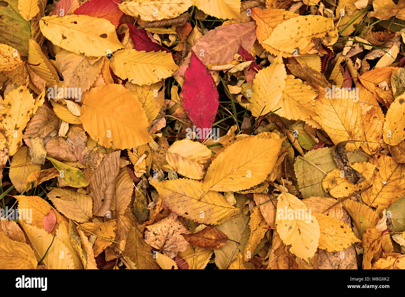 Red and yellow leaves on the ground Stock Photo - Alamy