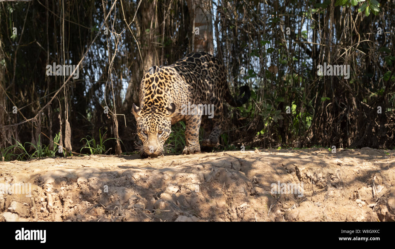 Jaguar Stock Photo