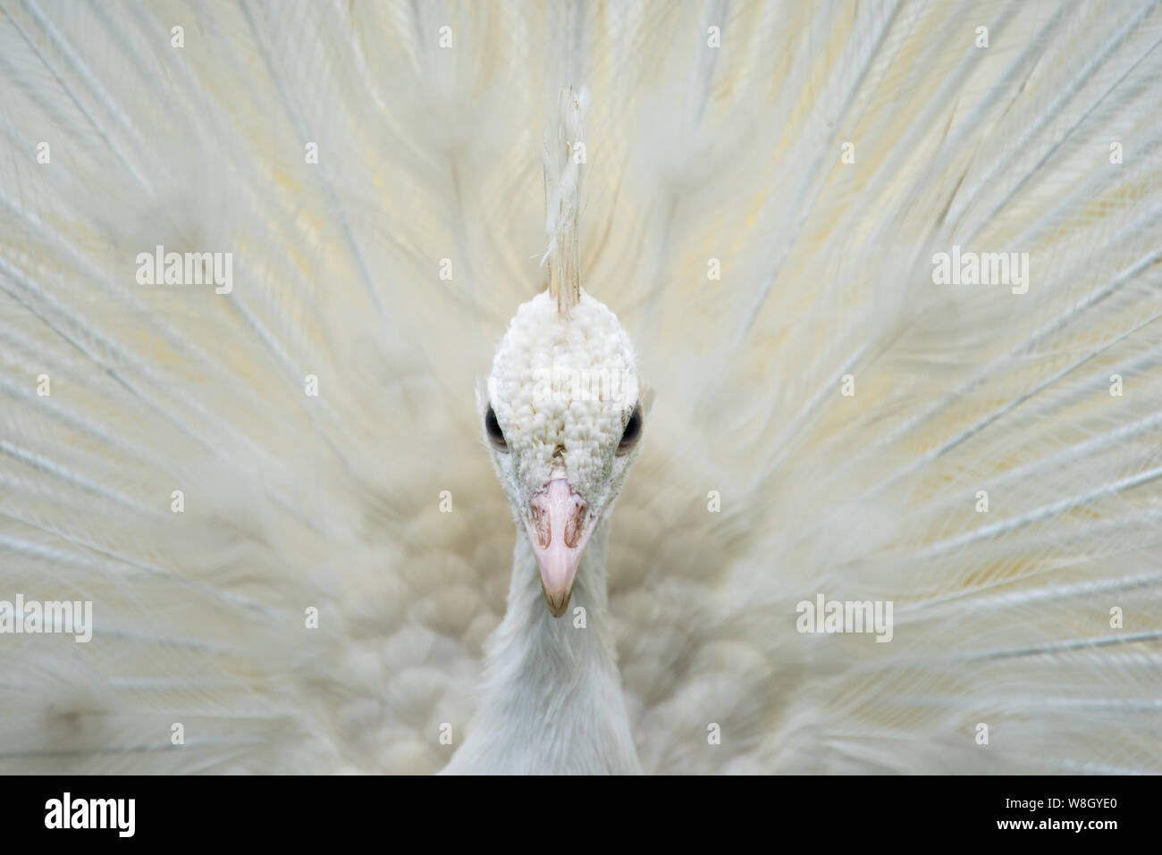 Portrait of a white peacock with open feathers Stock Photo