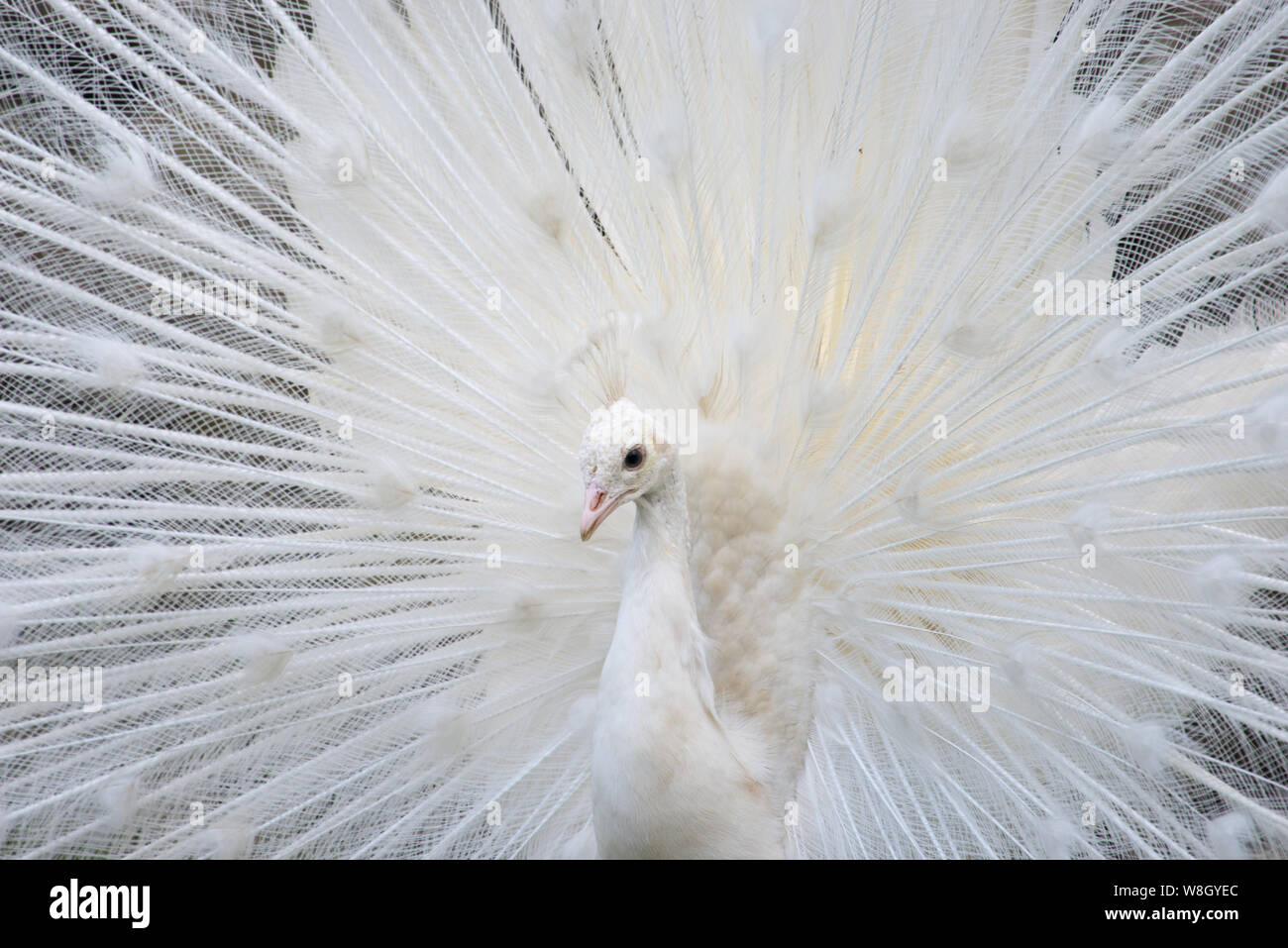 Portrait of a white peacock with open feathers Stock Photo