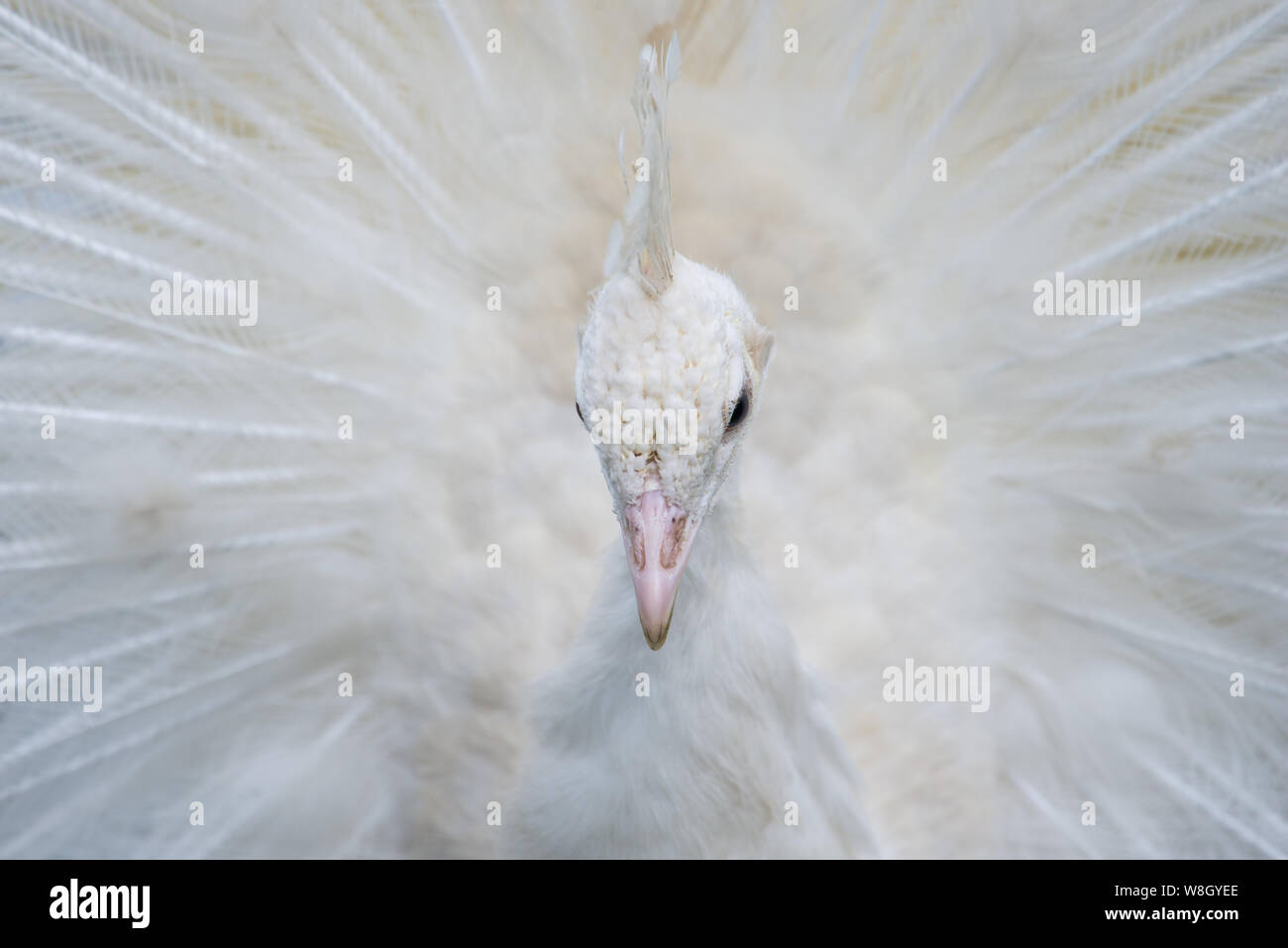 Portrait of a white peacock with open feathers Stock Photo