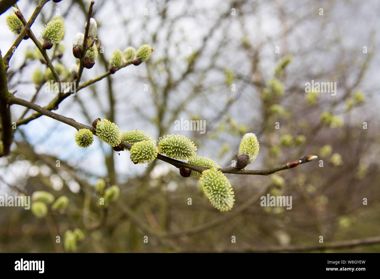 Catkin or ament is a slim, cylindrical flower cluster from a salix tree Stock Photo