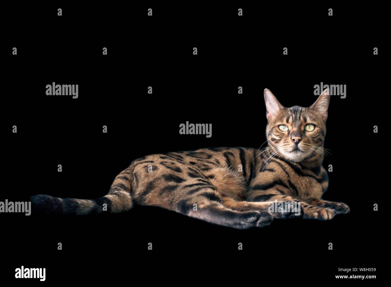 Bengal cat lying down and looking at amera. Isolated on black background. Stock Photo
