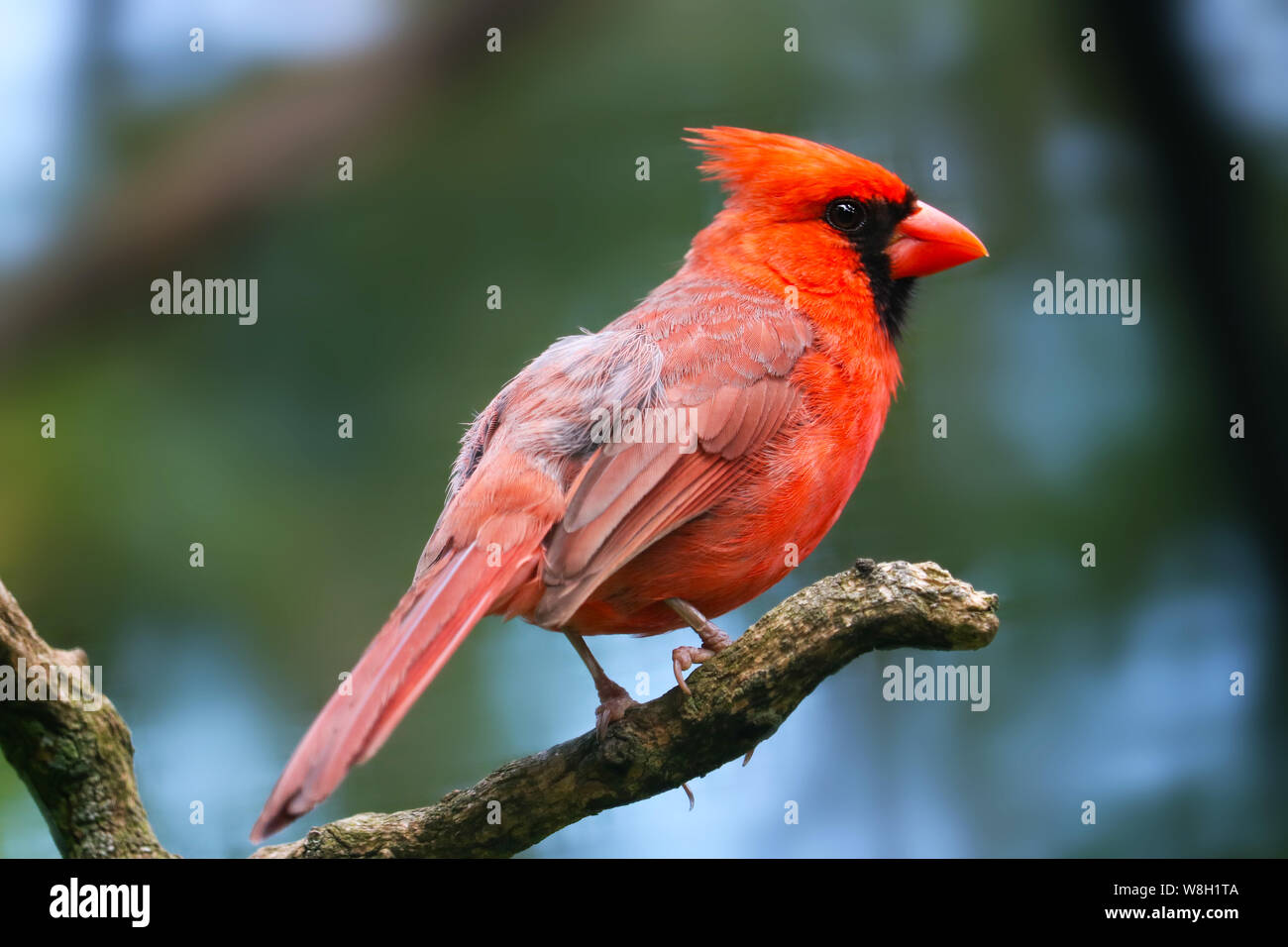 Bright crimson red common or northern cardinal (cardinalis) male in side view sitting on a branch Stock Photo