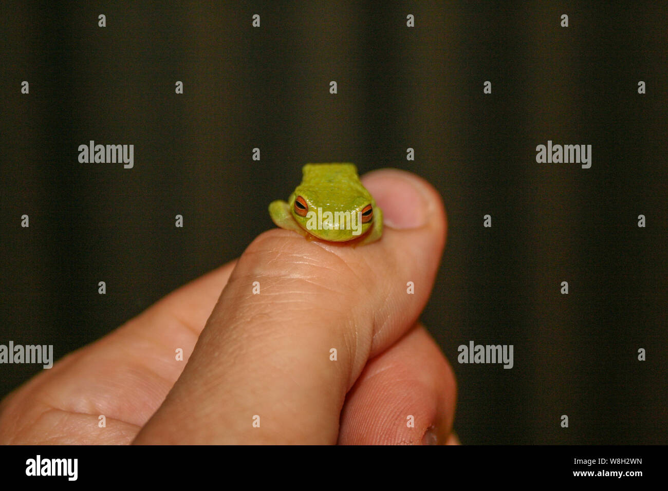 Australian Green Tree Frog On Hand Stock Photo Alamy