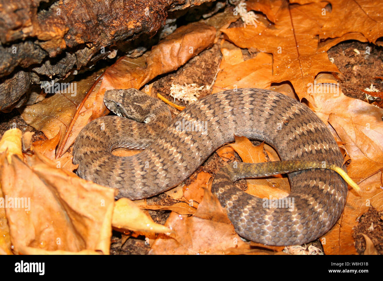 Australian Southern death adder in leaflitter Stock Photo