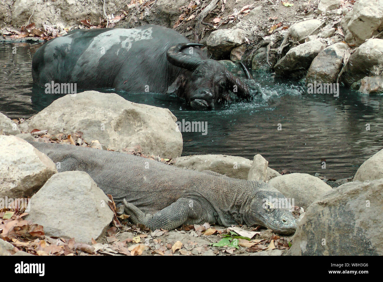Komodo Dragon with Water Buffalo Stock Photo