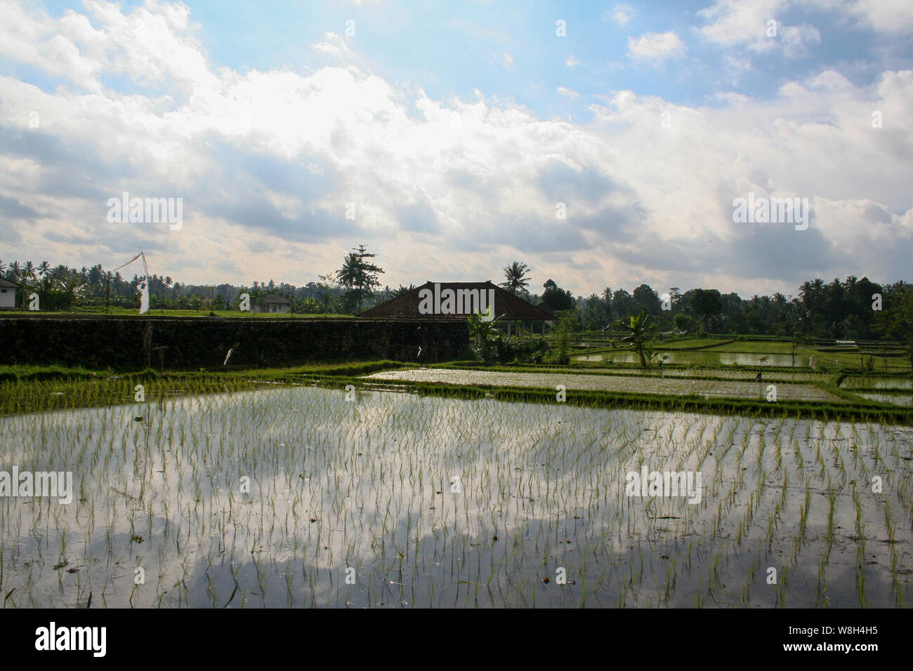 Super Asian Rice Field Asian rice fields Stock Photo - Alamy