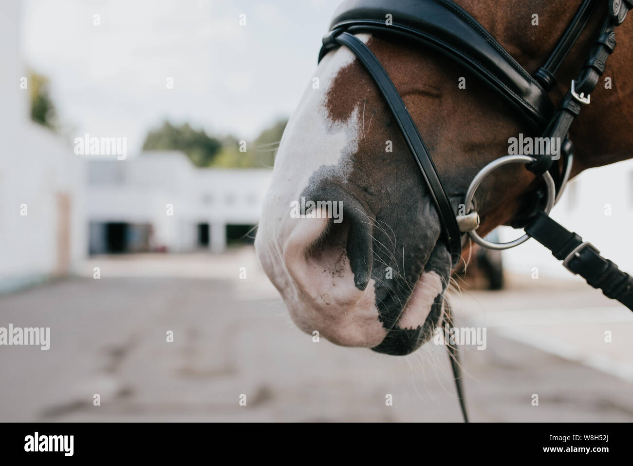 Muzzle horse closeup with bridle, equestrian base Stock Photo Alamy