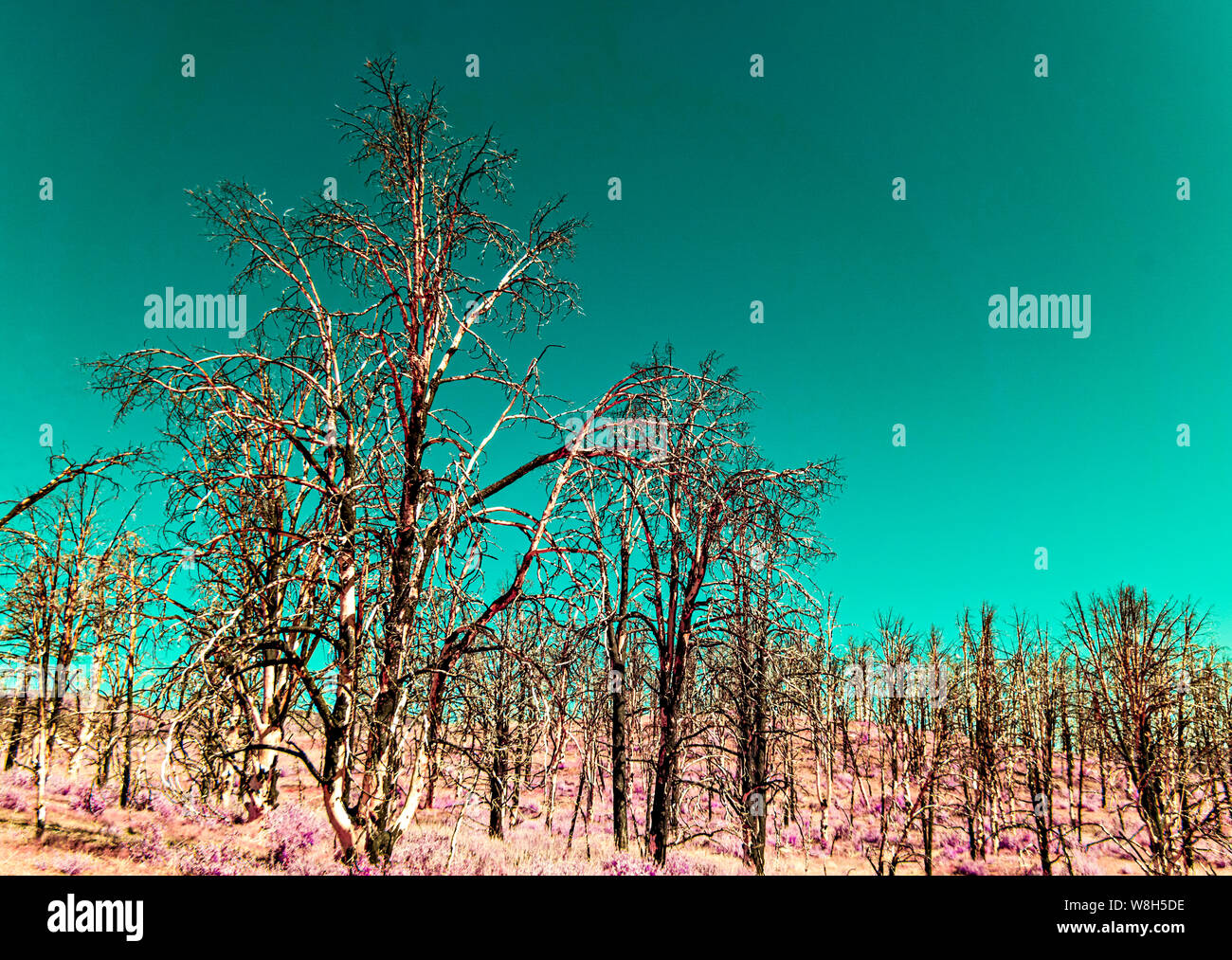 Forest of dead burnt trees after forest fire against turquoise sky, sparse red vegetation. Infrared image. Stock Photo
