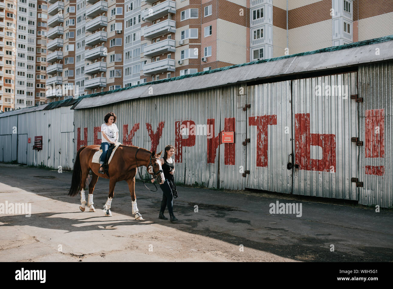 Horses and visitors to the equestrian base, horseback riding. Feeding ...