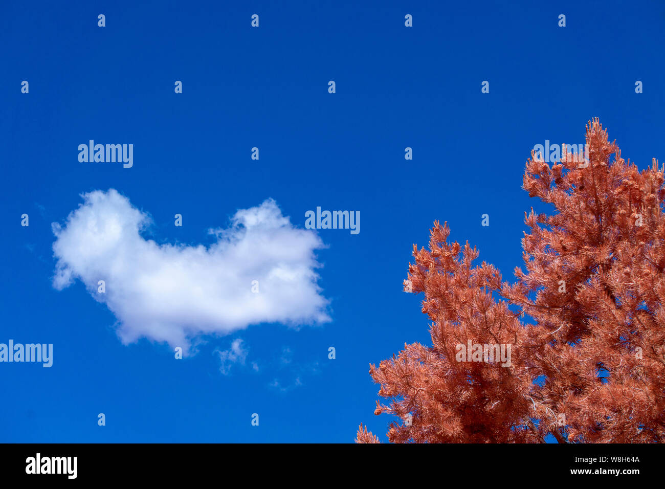 Reddish brown tree top against blue skies with white cloud. Stock Photo