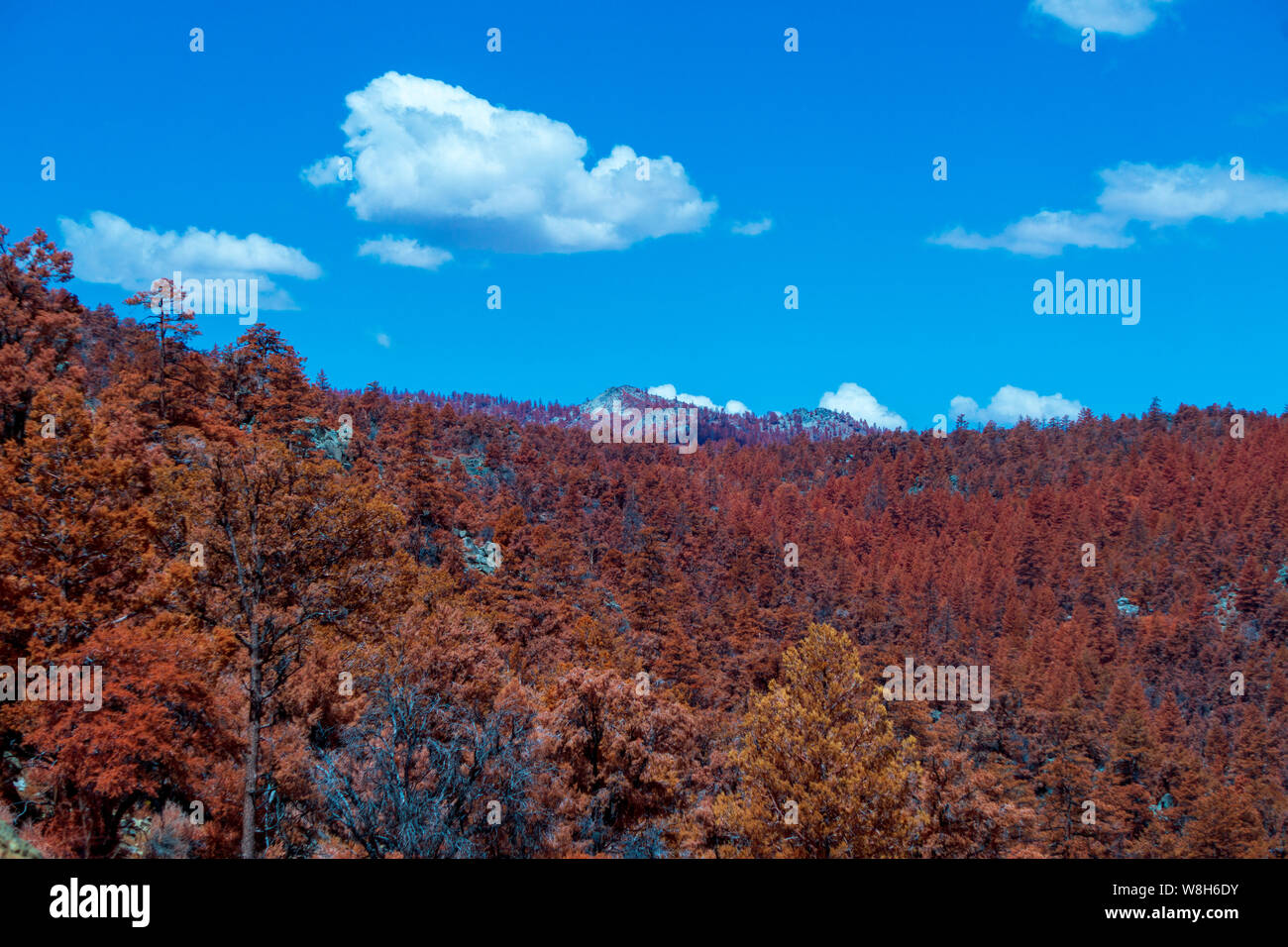 Mountain side covered in fall foliage and trees under bright blue sky with white clouds. Stock Photo
