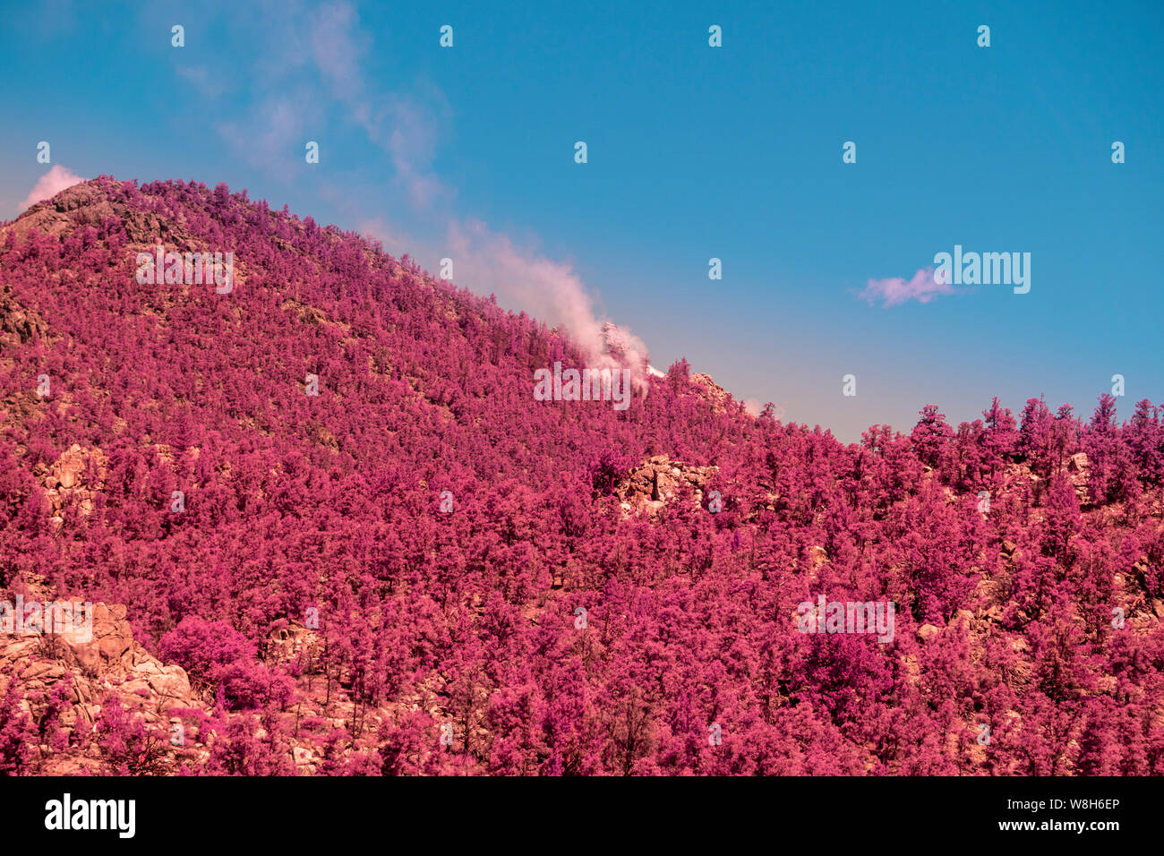 Smoke from forest fire on mountain peak, pink trees under bright blue sky. Infrared image. Stock Photo