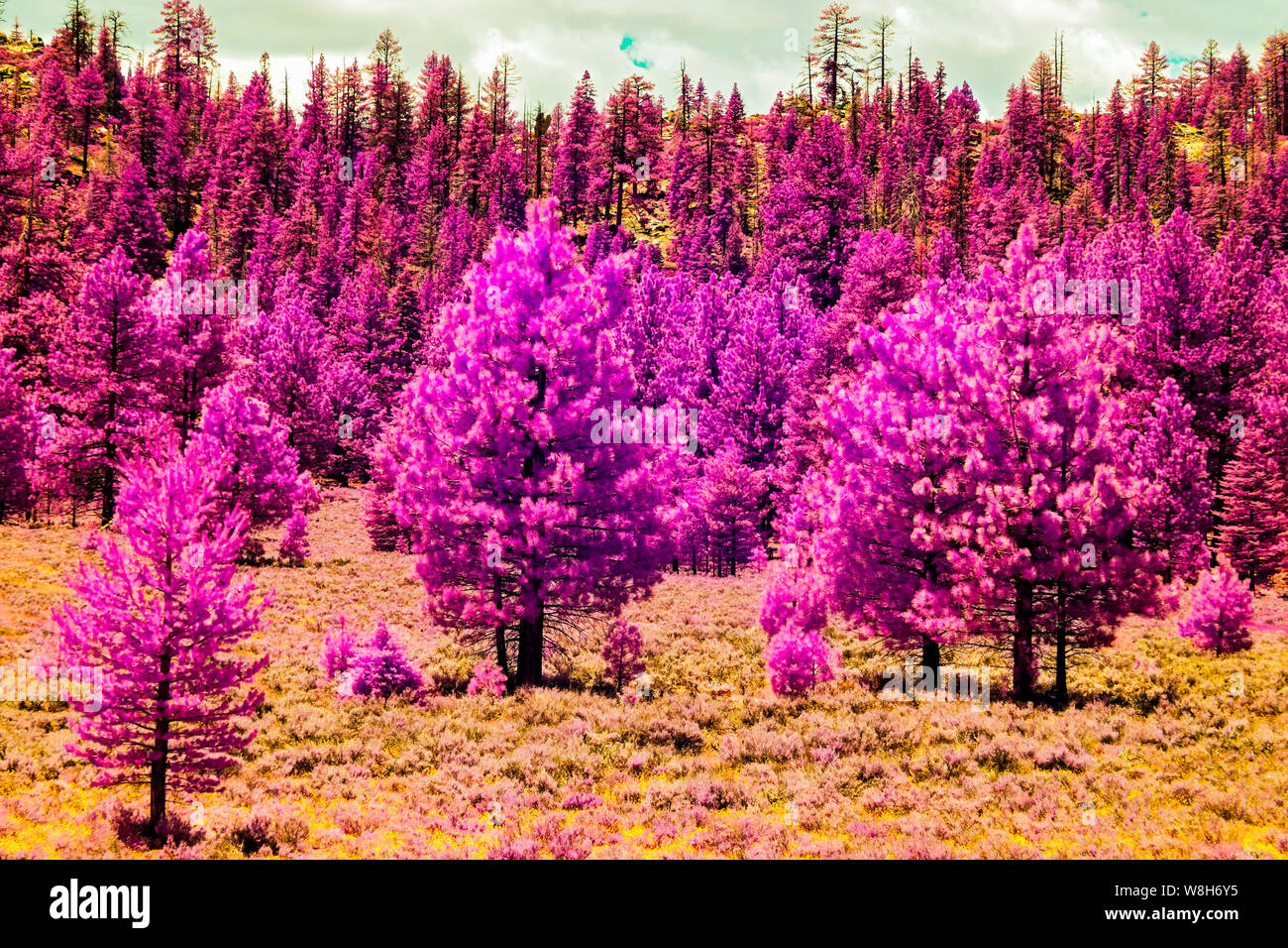 Pink trees and brown grass under white cloudy skies. Infrared image. Stock Photo
