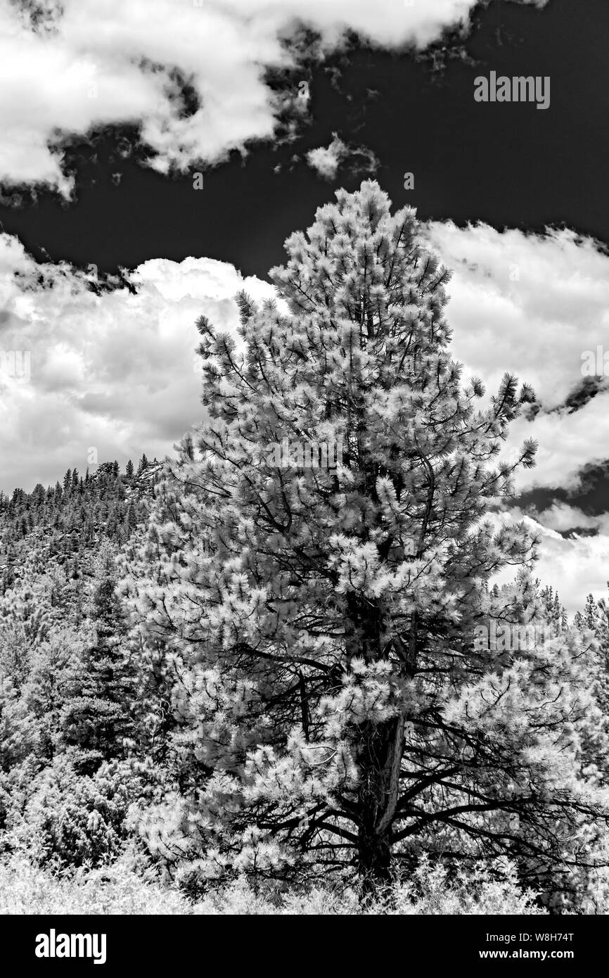 Pine tree under black sky with white clouds. Stock Photo