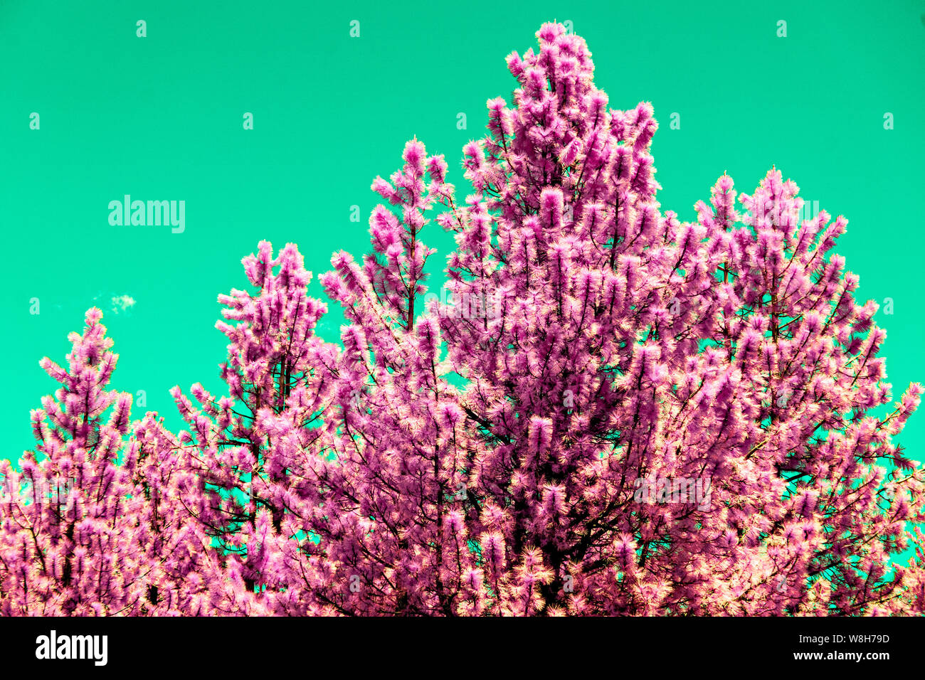 Pink pine tree against turquoise sky. Stock Photo