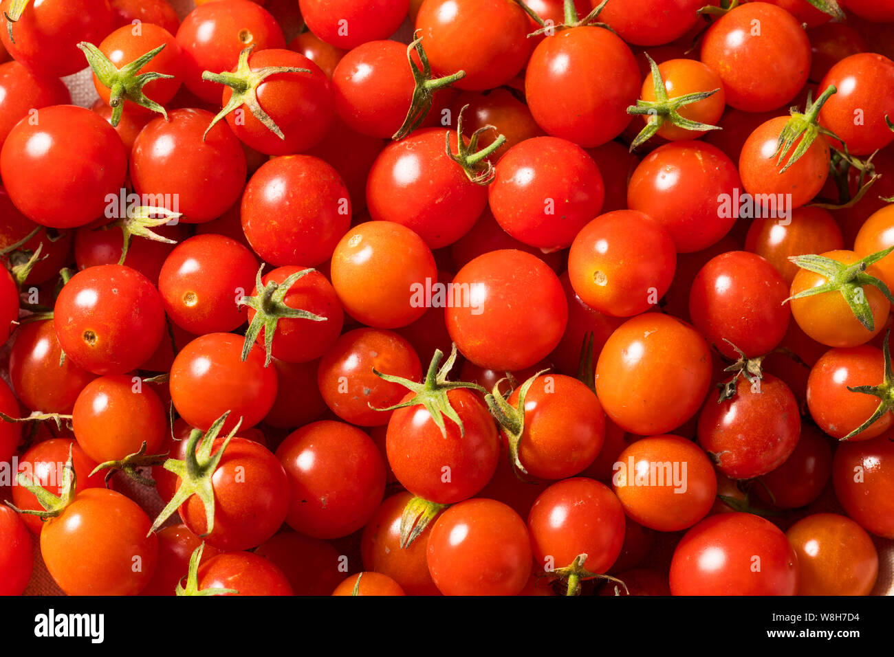 Raw Organic Heirloom Cherry Tomatoes in a Bowl Stock Photo - Alamy