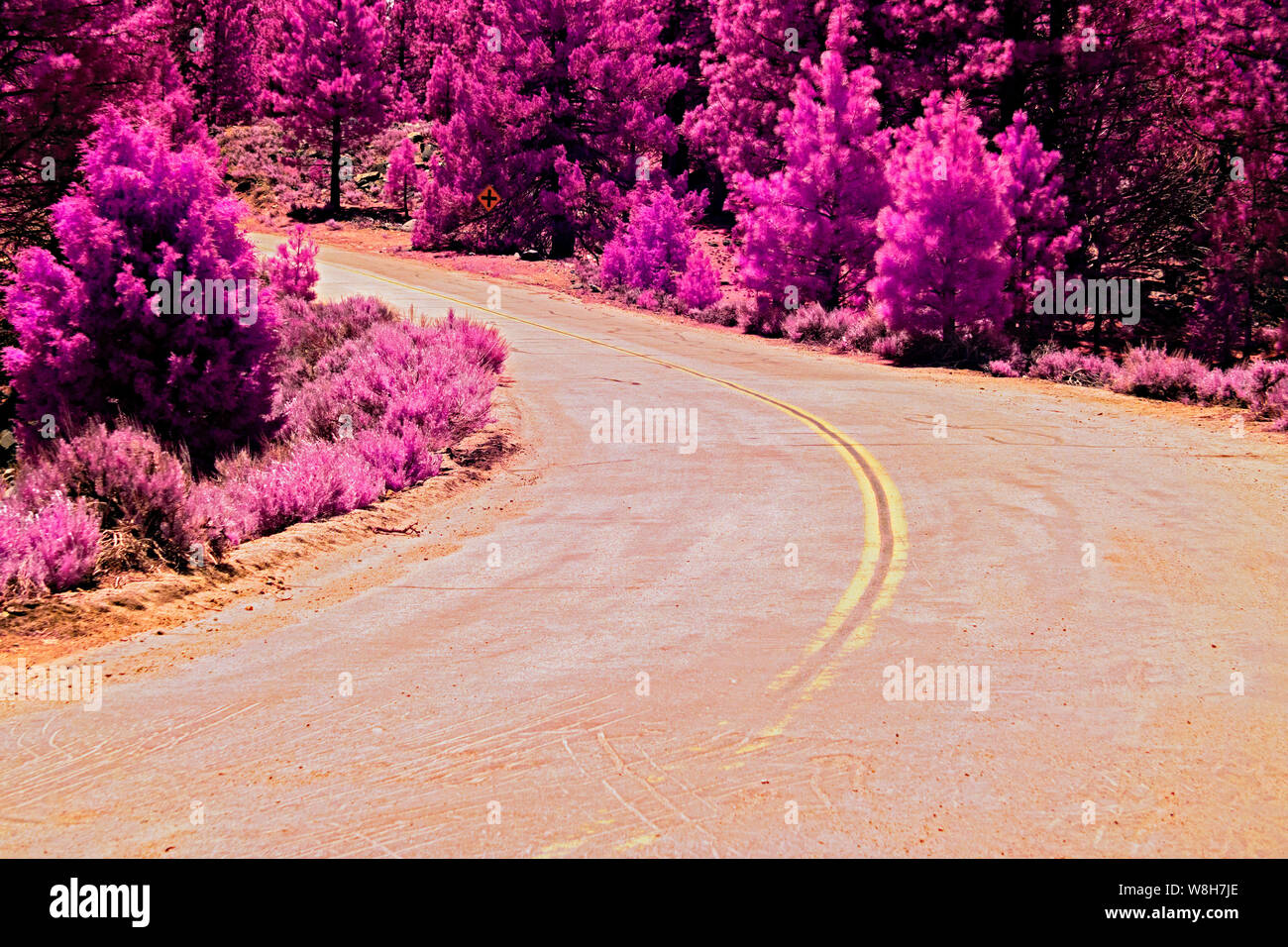 Country back road with double yellow lines curving through pink forest. Stock Photo