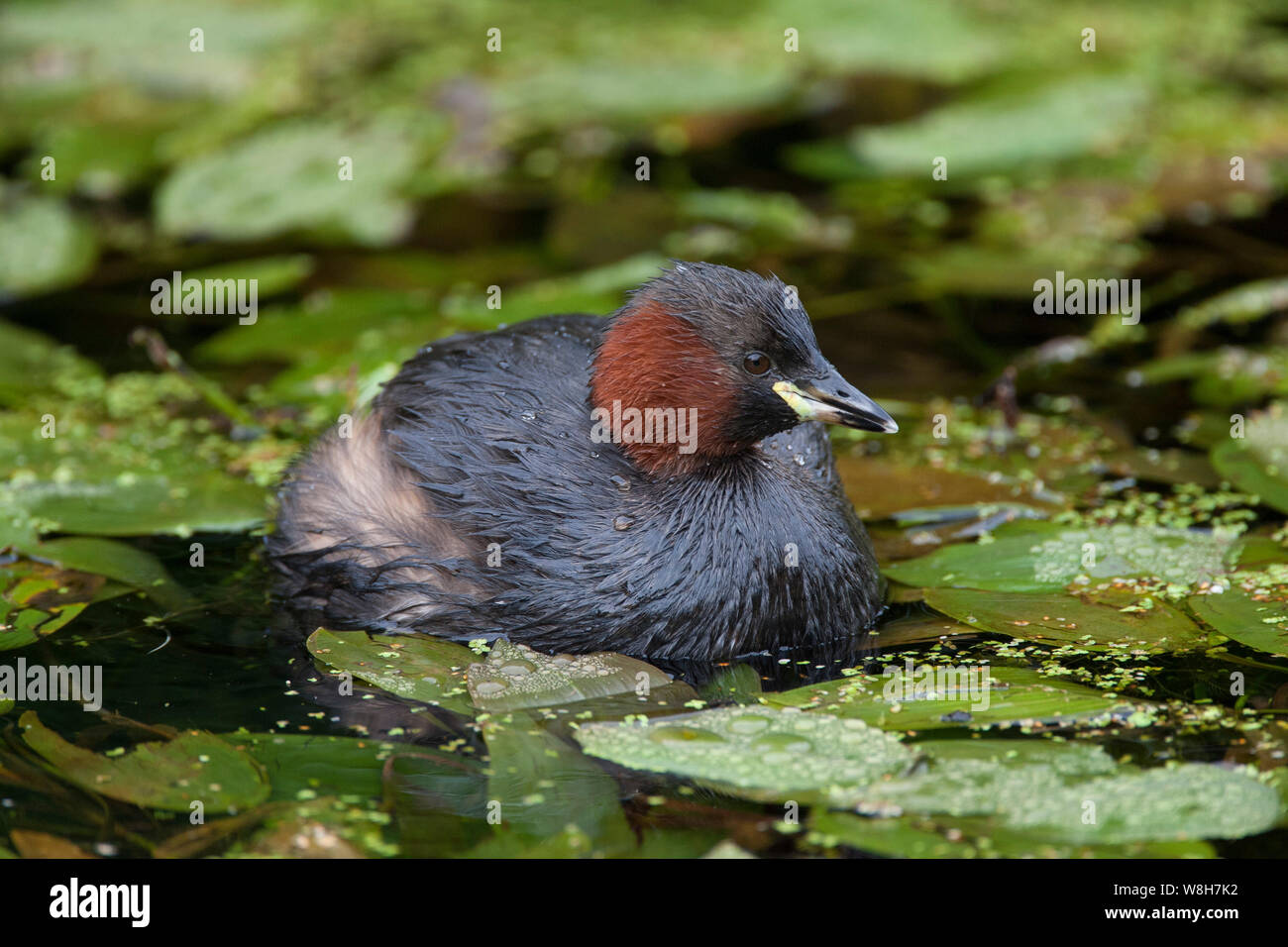 Little Grebe, Tachybaptus ruficollis, single adult swimming on canal. Taken October. Derbyshire, UK. Stock Photo