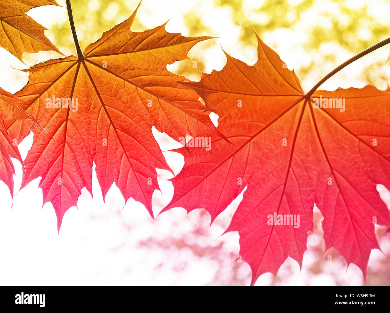 Maple leaves with variegated colors changing from orange gold to pink Stock Photo