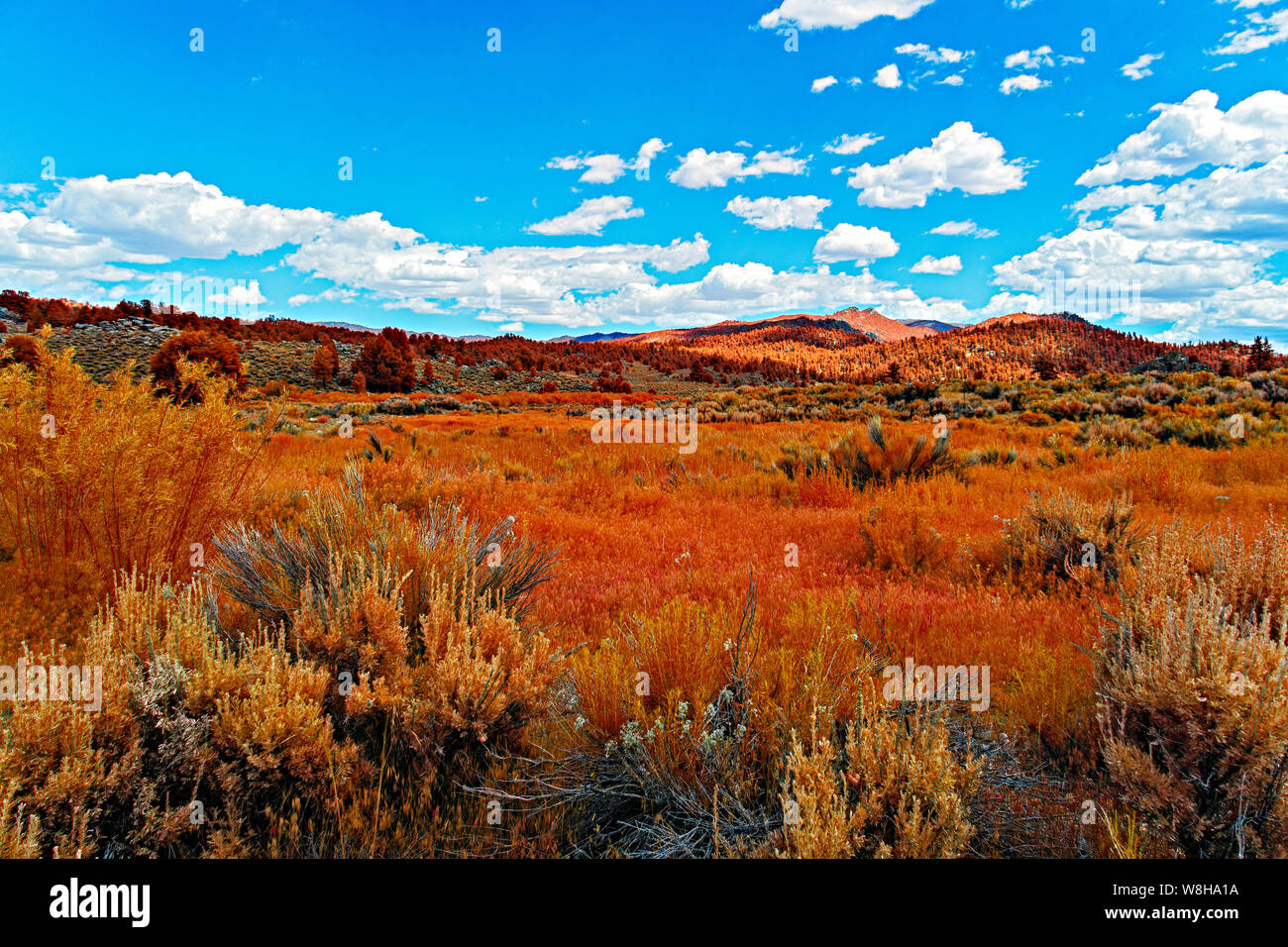 Mountain meadows covered in colorful fall foliage under bright blue sky with white fluffy clouds. Stock Photo