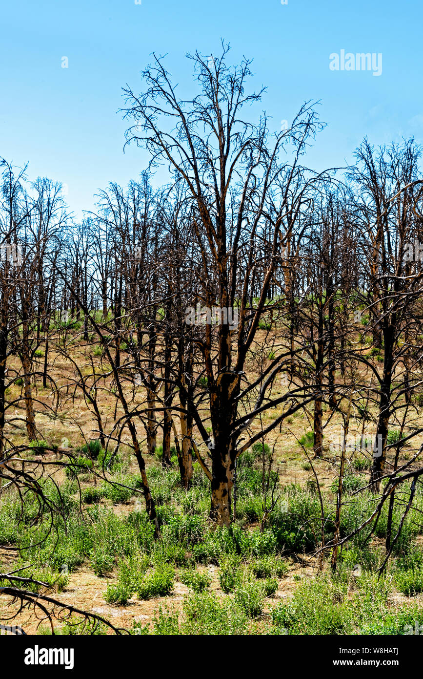 Forest of burnt trees with green grass under bright blue sky. Stock Photo