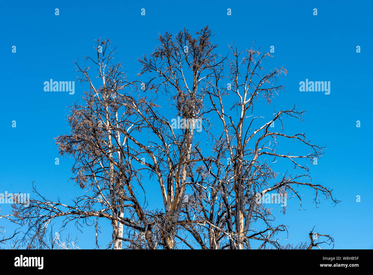 Dead blackened trees against blue sky after forest fire. Stock Photo