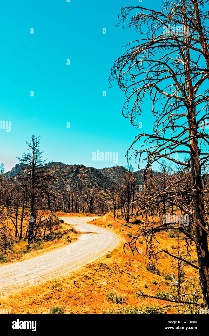 Dirt road winding through forest of dead and burnt trees with golden brown grass. The season after the forest fire. Stock Photo