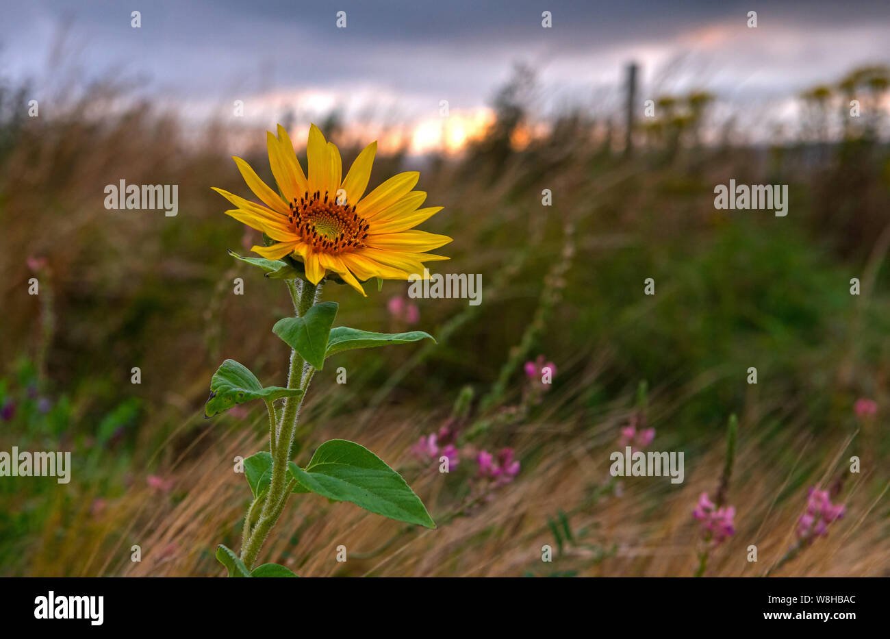 Sunflower close up sunset hi-res stock photography and images - Alamy