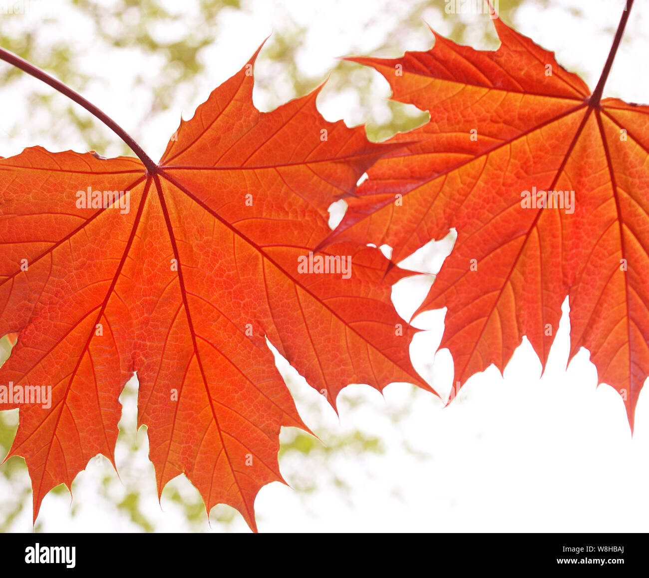 Two orange colored leaves of a young Maple Tree Stock Photo