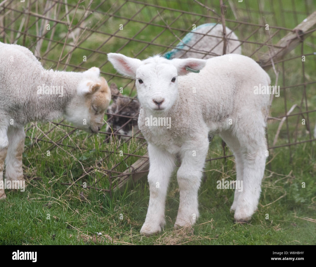 Farm Animals Lamb Stock Photo Alamy