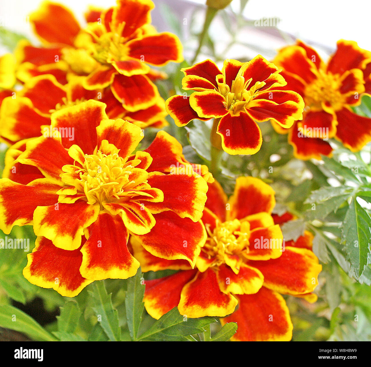 The Marigold flower with petals of bright yellow and orange Stock Photo