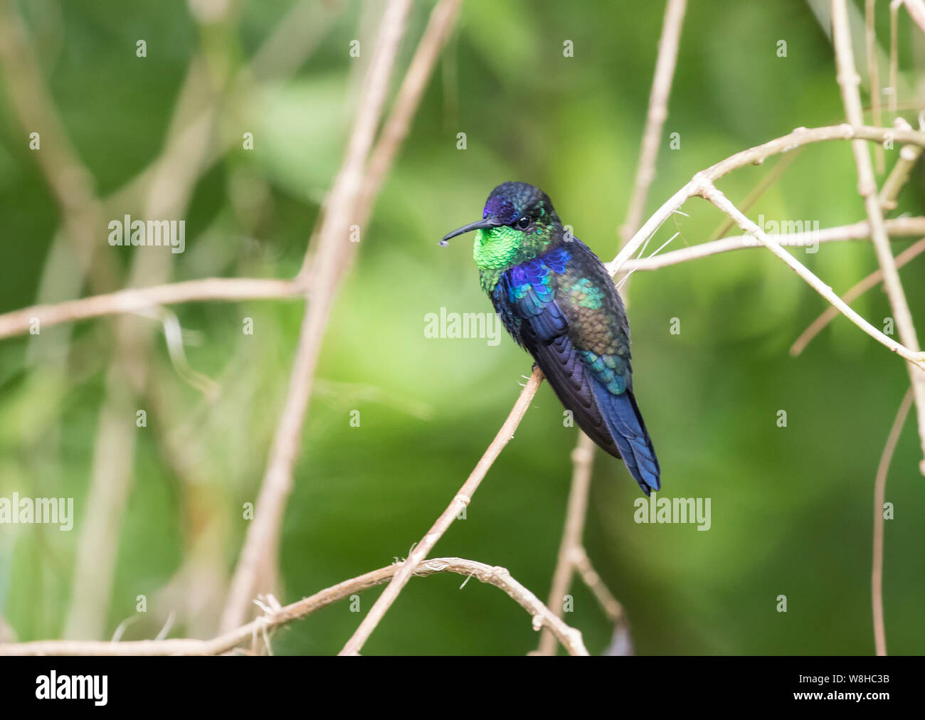 Woodnymph hummingbird hi-res stock photography and images - Alamy