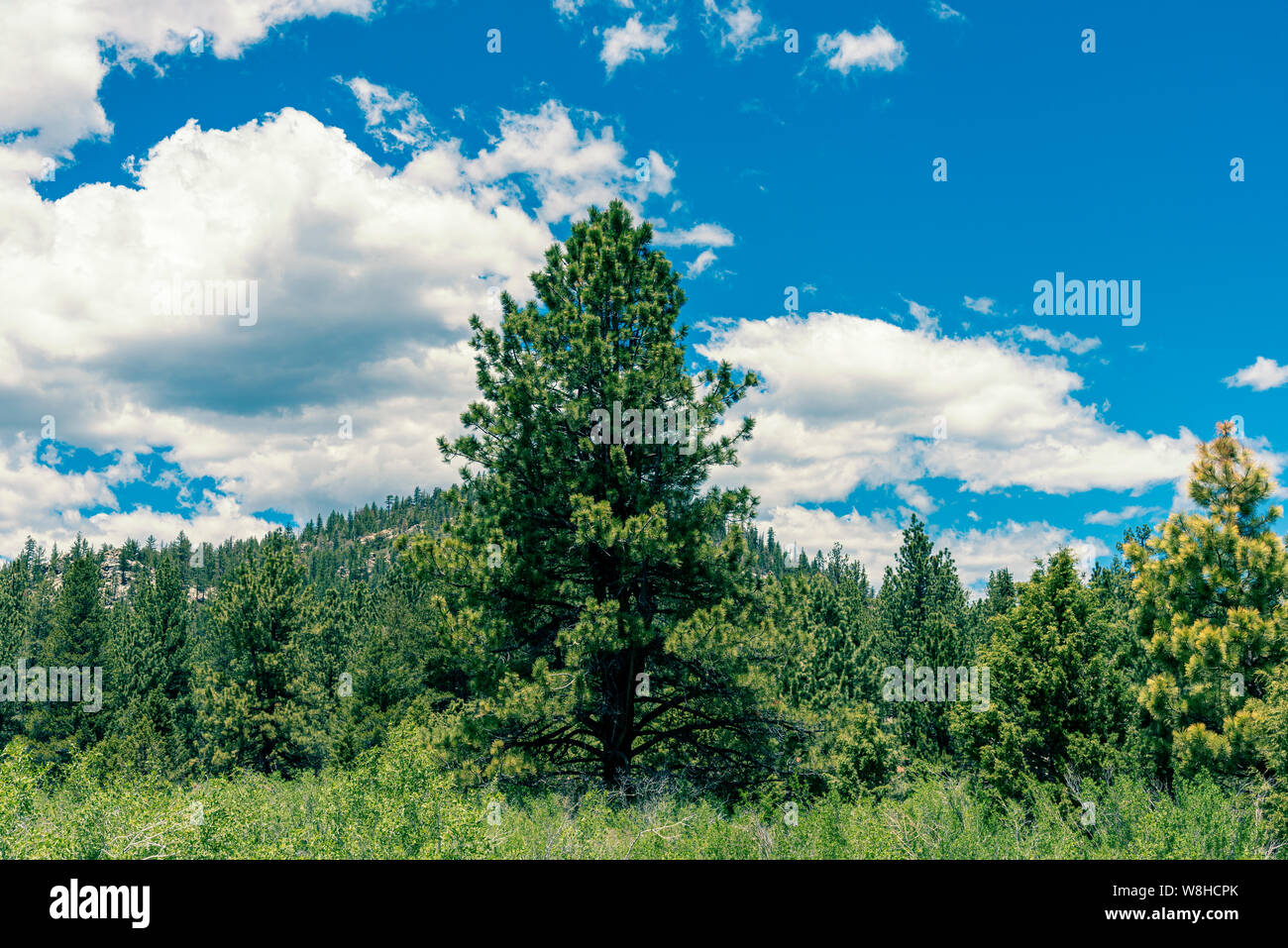 Green meadows with tall pine trees under bright blue skies with white fluffy clouds. Stock Photo