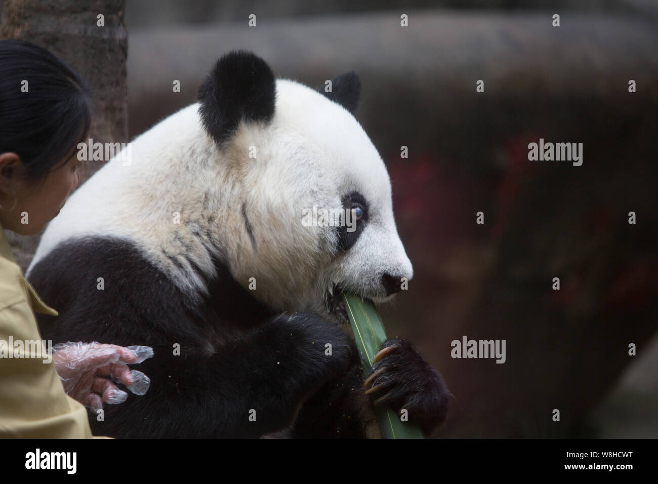 35-year-old female giant panda Basi eats bamboo next to a Chinese employee at the Fuzhou Giant Panda Research Center in Fuzhou city, southeast China's Stock Photo