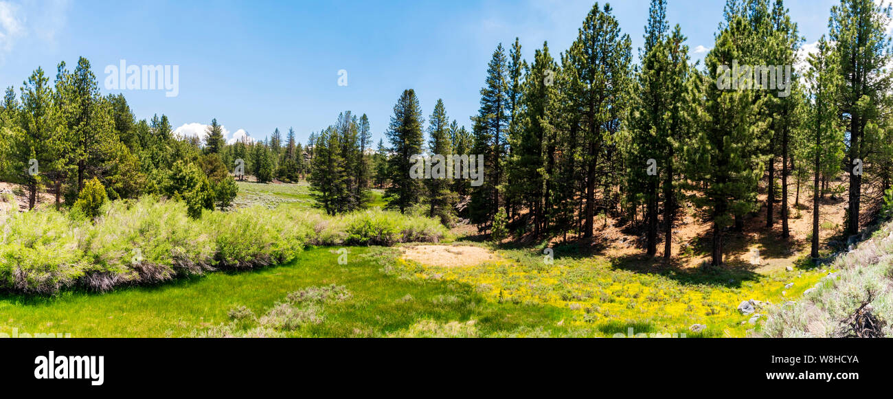 Panoramic view, green mountain meadows with green bushes and tall green pines under bright blue sky. Stock Photo