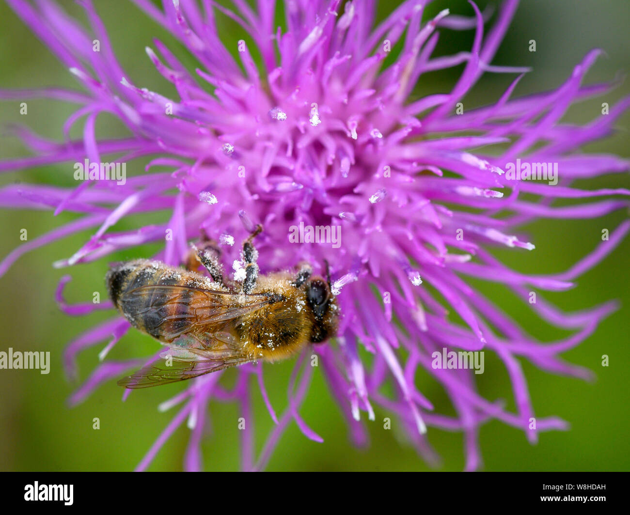 Elkton, OREGON, USA. 9th Aug, 2019. A honey bee forages on a wildflower growing in a pasture near Elkton in rural western Oregon. In July the EPA undid regulations on the use of an insecticide called sulfoxaflor which is highly toxic to bees. The EPA will allow the use of the the bug killer on about 200 million acres of U.S. crops. 'The Trump EPA's reckless approval of this bee-killing pesticide across 200 million US acres of crops like strawberries and watermelon without any public process is a terrible blow to imperiled pollinators,'' Lori Ann Burd, director of the Center for Biologic Stock Photo