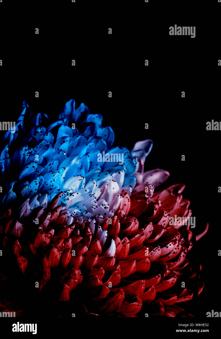 Unusual Red And Blue Dahlia On A Black Background Low Key Studio Shot Of A Bright Flower Good For Screen Background Wallpapers Stock Photo Alamy Unusual Red And Blue Dahlia On A Black Background Low Key Studio Shot Of A Bright Flower Good For Screen Background Wallpapers Stock Photo Alamy