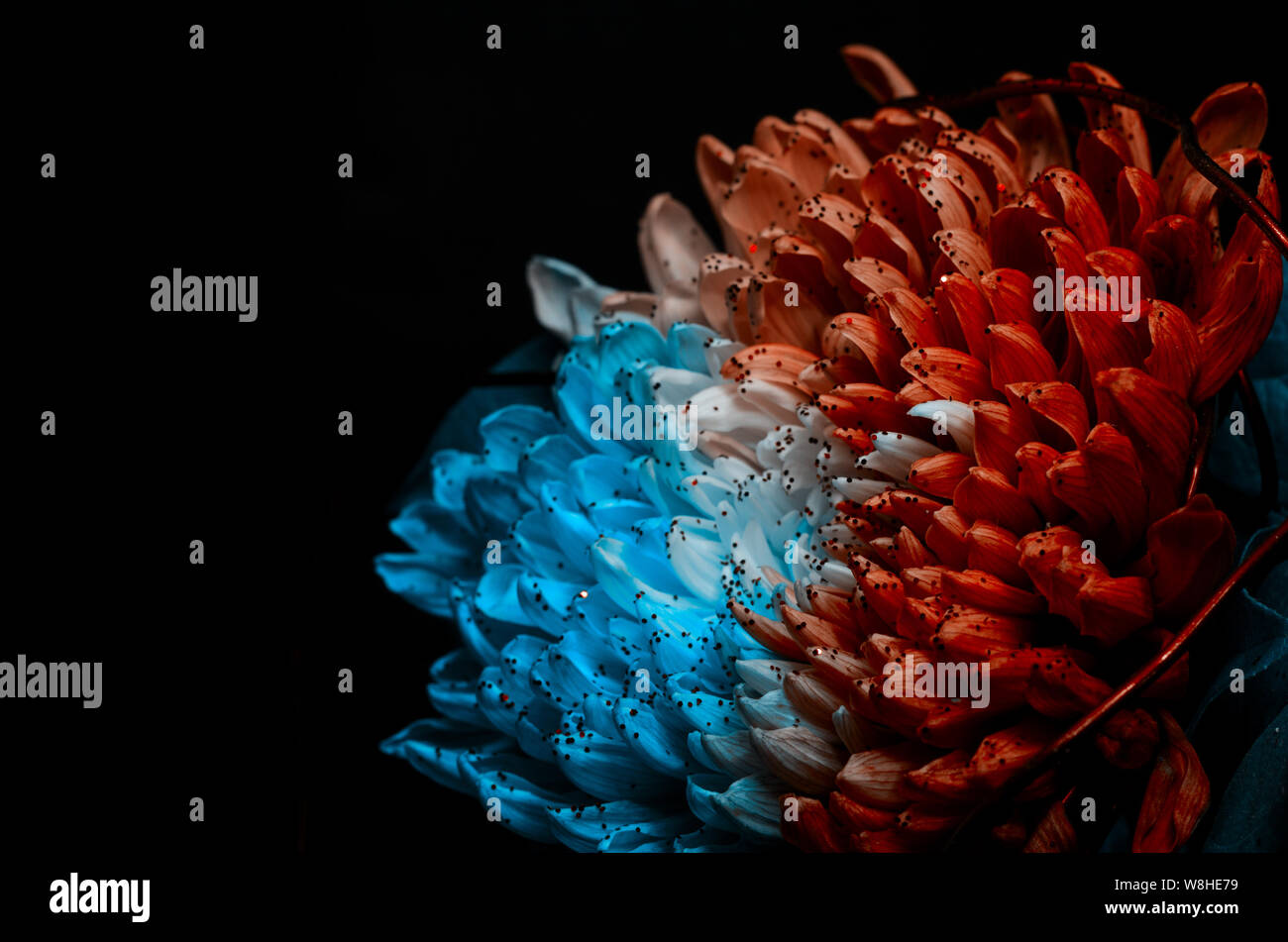 Unusual Red And Blue Dahlia On A Black Background Low Key Studio