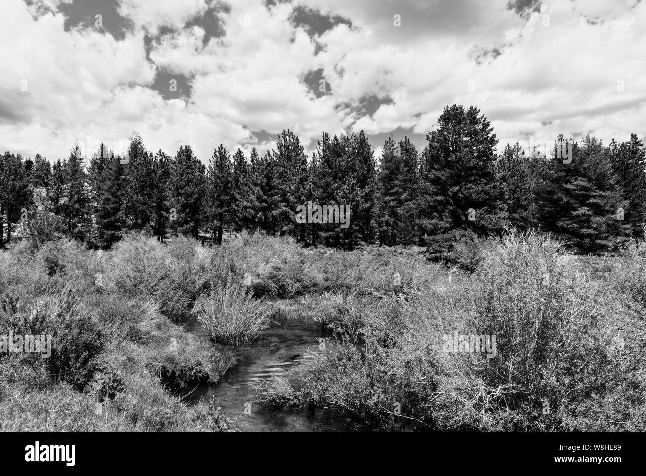 Black and white, mountain meadows with grass, bushes and forest under sky with white clouds. Stock Photo