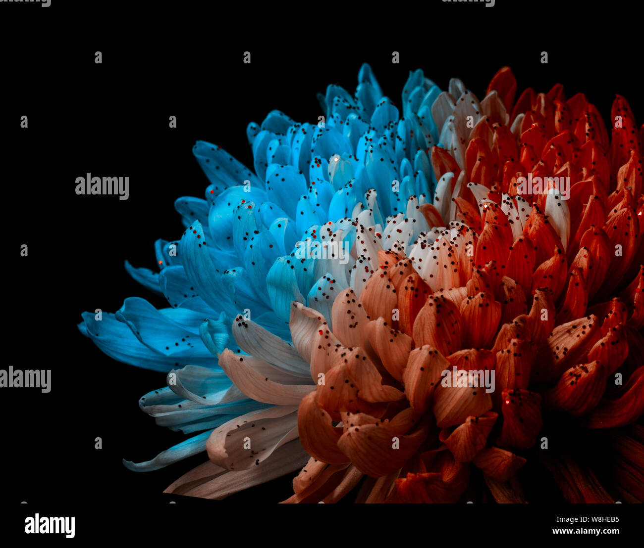 Unusual Red And Blue Dahlia On A Black Background Low Key Studio Shot Of A Bright Flower Good For Screen Background Wallpapers Stock Photo Alamy Unusual Red And Blue Dahlia On A Black Background Low Key Studio Shot Of A Bright Flower Good For Screen Background Wallpapers Stock Photo Alamy