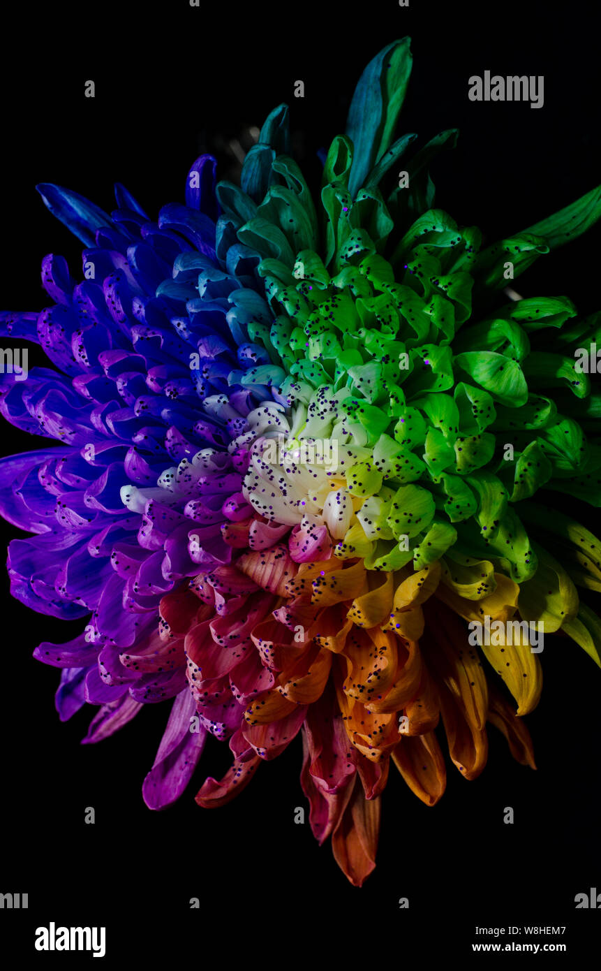 rainbow with black background on Rainbow Colored Dahlia On A Black Background Low Key Studio Shot Of A Bright Flower Good For Screen Background Wallpapers Stock Photo Alamy