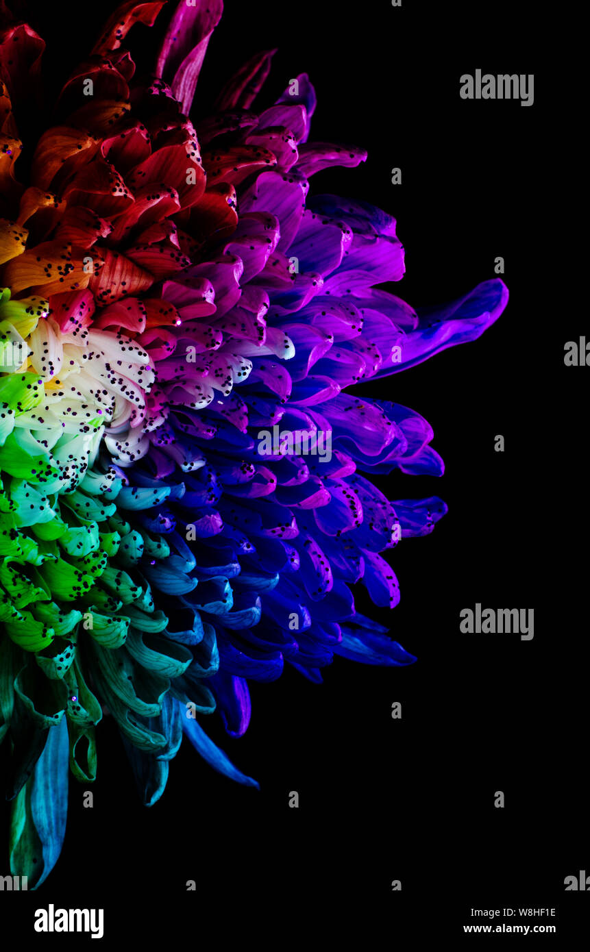 rainbow with black background on Rainbow Colored Dahlia On A Black Background Low Key Studio Shot Of A Bright Flower Good For Screen Background Wallpapers Stock Photo Alamy