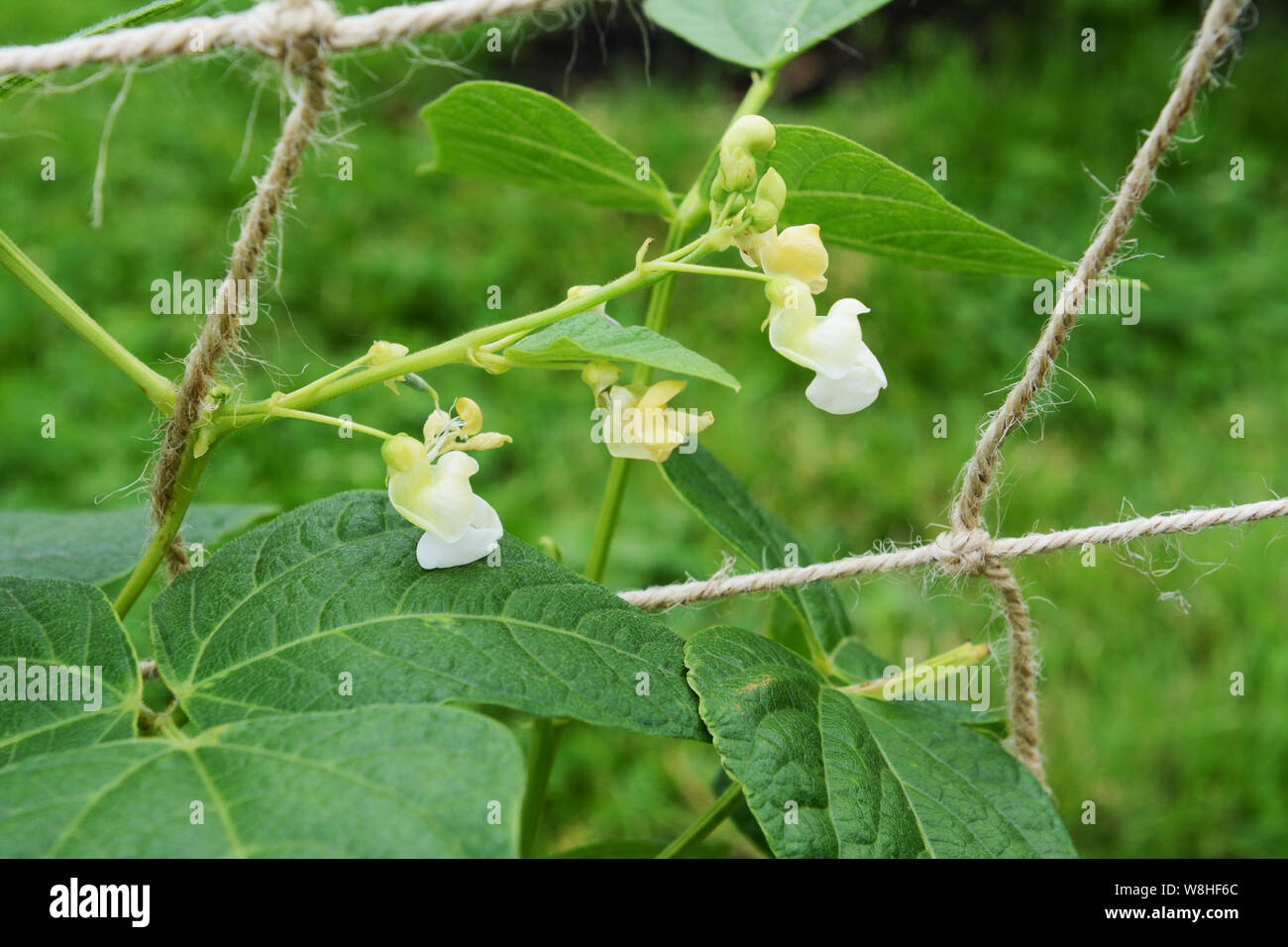 White flowers of a calypso bean plant - Phaseolus vulgaris - supported by twine netting Stock Photo
