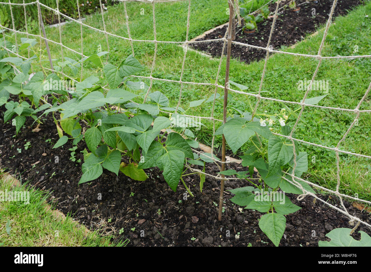 Bean trellis hires stock photography and images Alamy